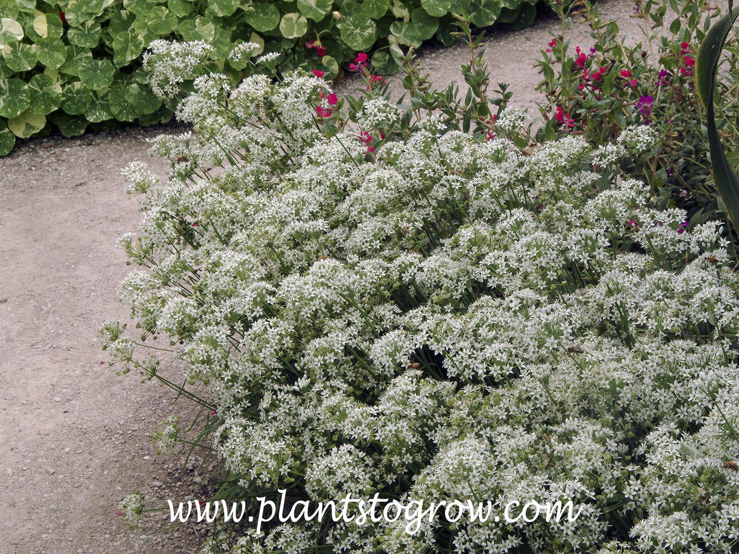 Garlic Chives (Allium tuberosum)